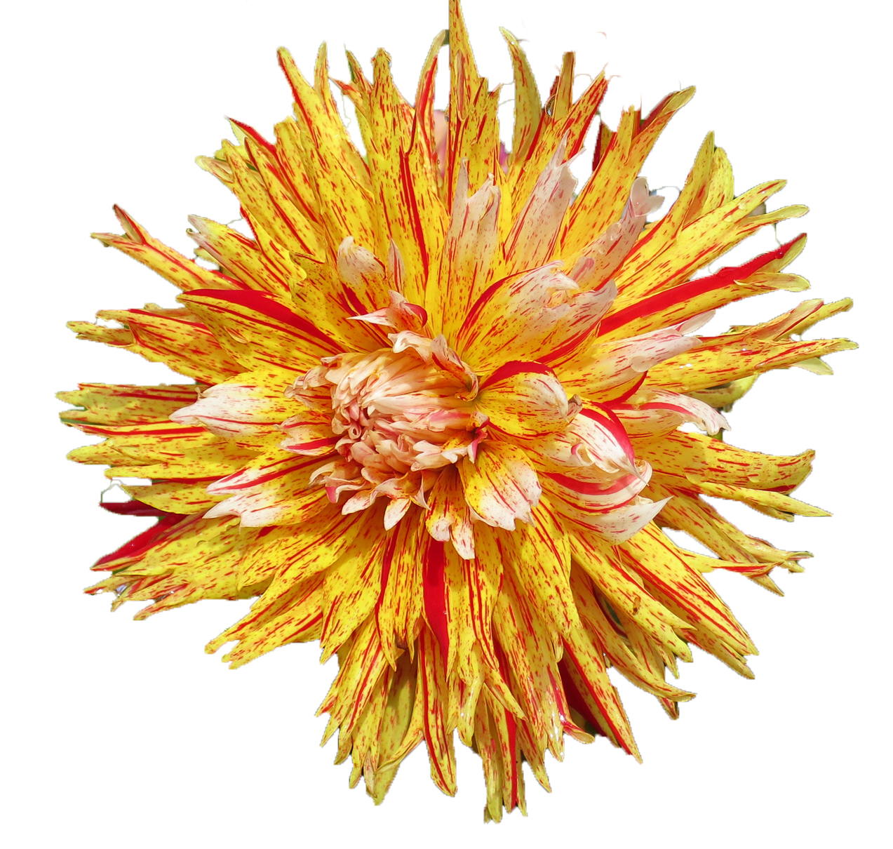 Placeholder image